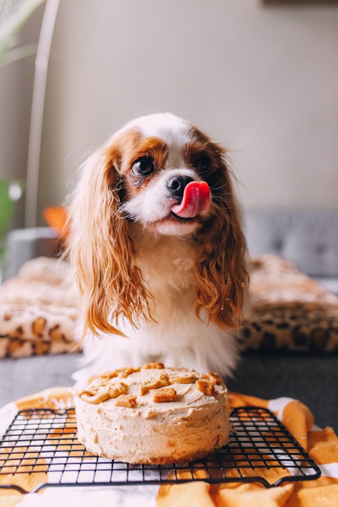 cavalier king charles spaniel named pumpkin 