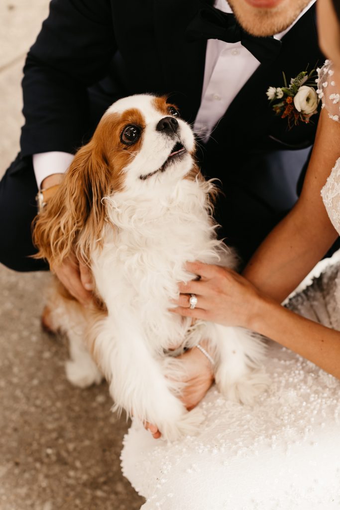 Fall-Wedding-Recap-Pumpkin-the-Dog