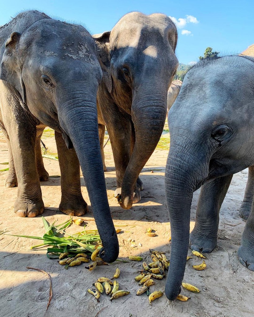 Elephant Sanctuary in Chiang Mai Thailand