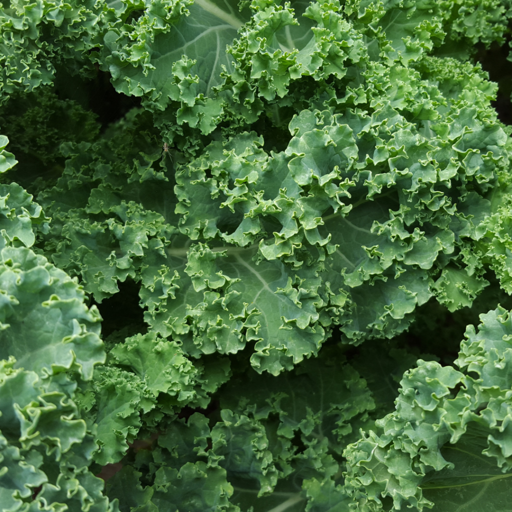 Kale